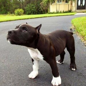 Meet your Posher, Joseph